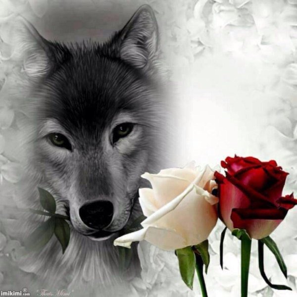 расим бурилар