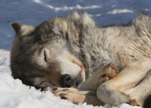 уставший волк