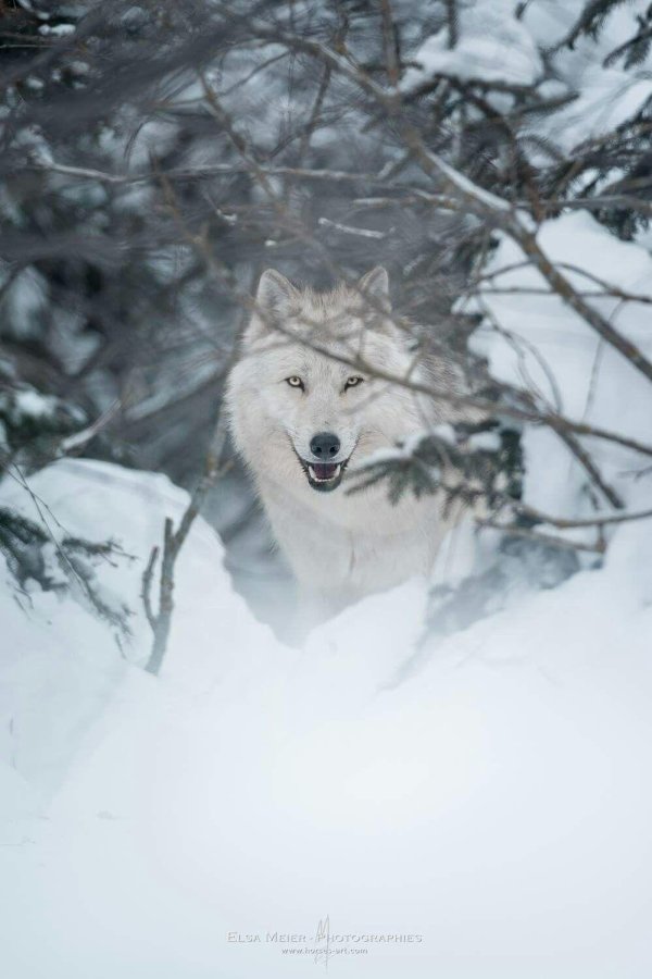 белые волки