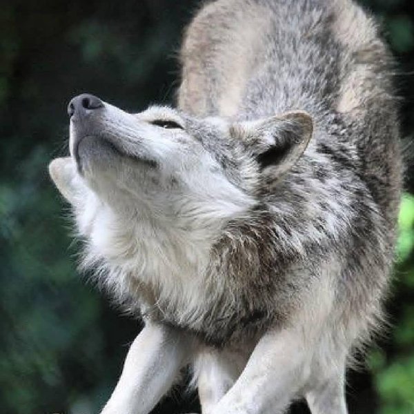 мильвийский волк