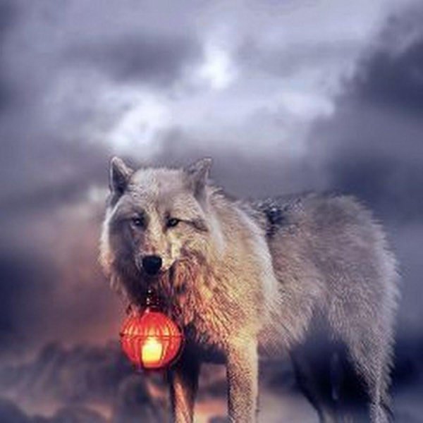 белые волки