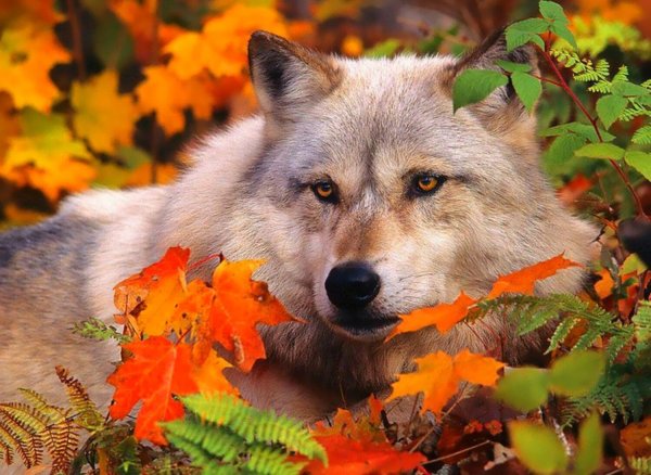 животные осенью