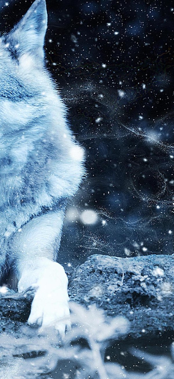 волки красивые