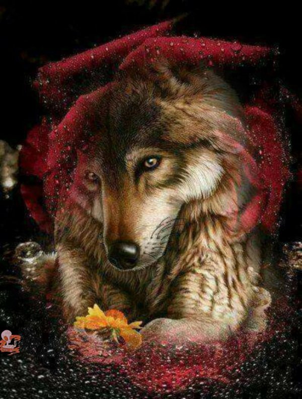 красивые волки