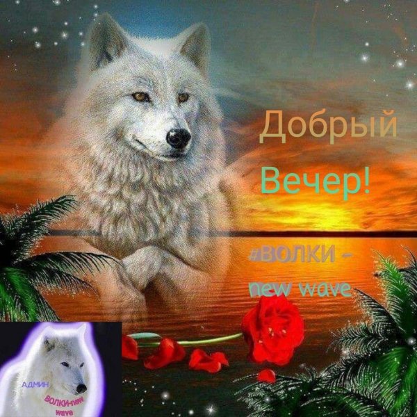 добрый вечер с волками