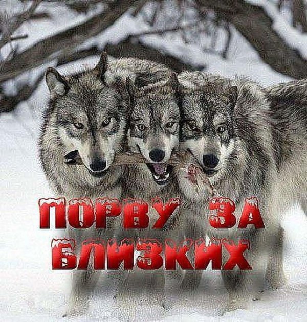 волчья стая