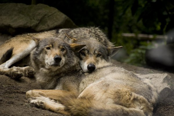 волчица с волчатами