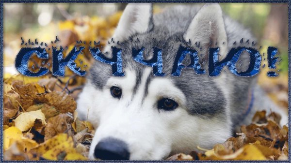 грустный хаски