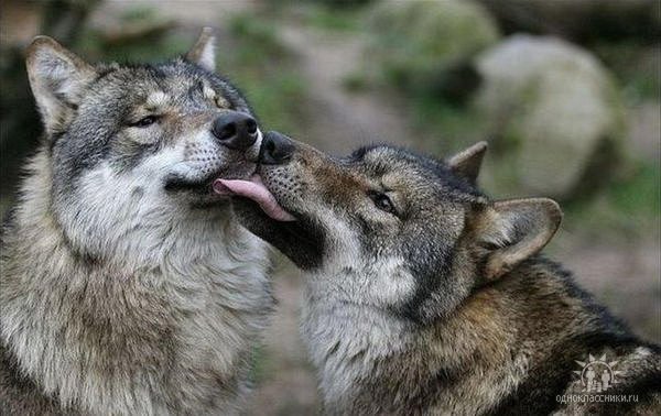 пара волков