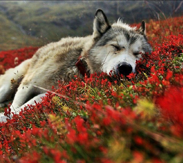 красивые волки