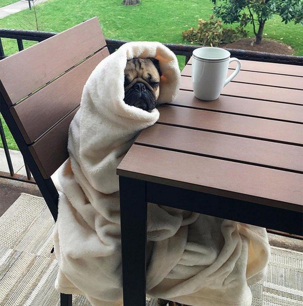 милые мопсы