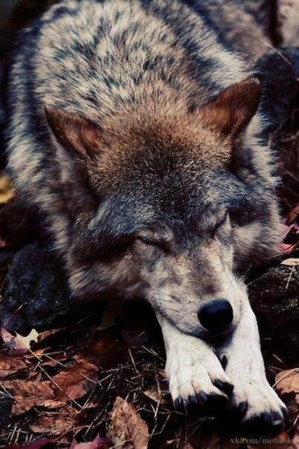 лежачий волк