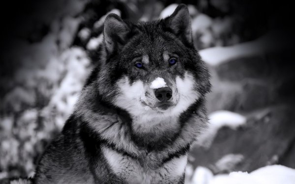 красивые волки