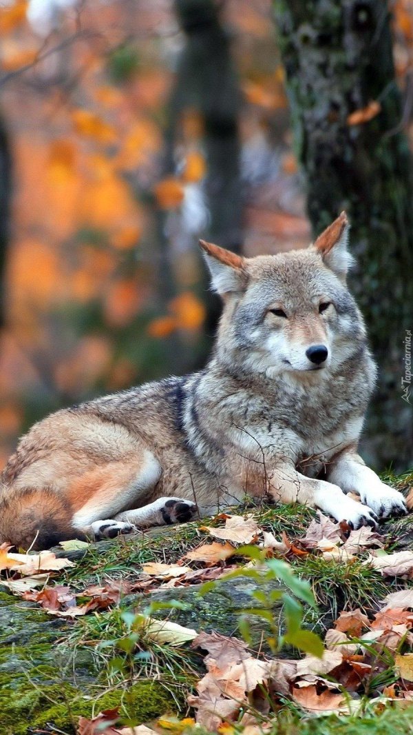 степной волк животное