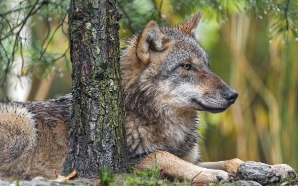 дикие волки