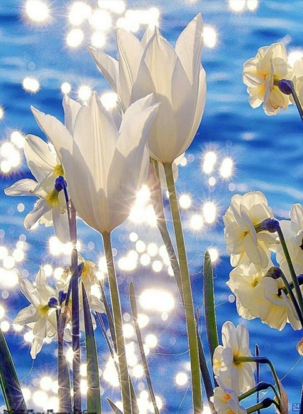 белые тюльпаны