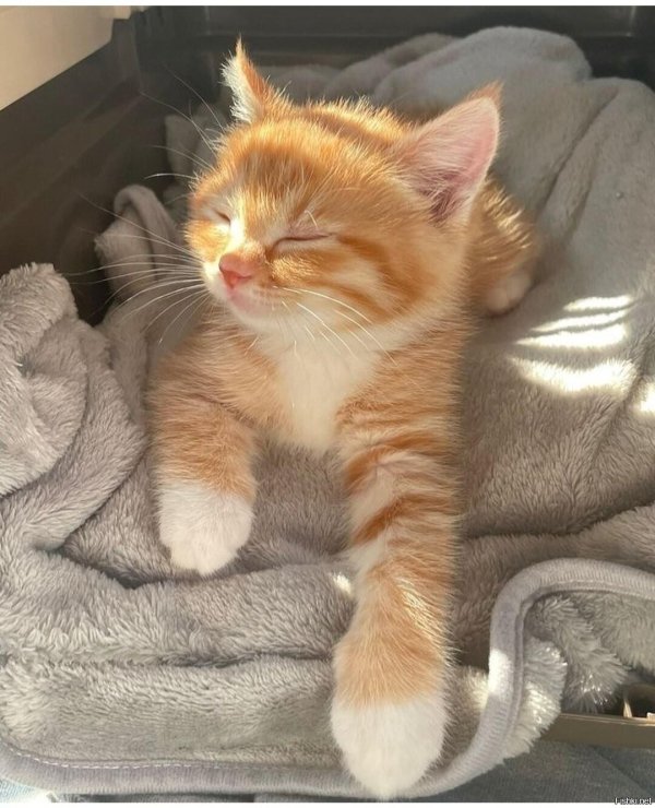 очаровательные котята