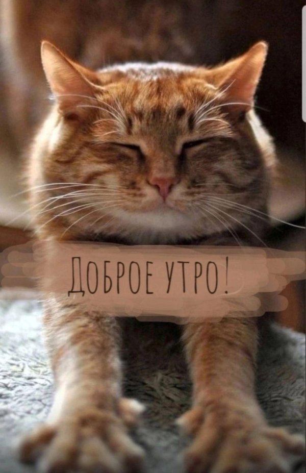 доброго утра котик