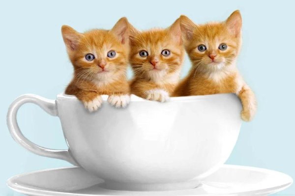 доброго утра котенок