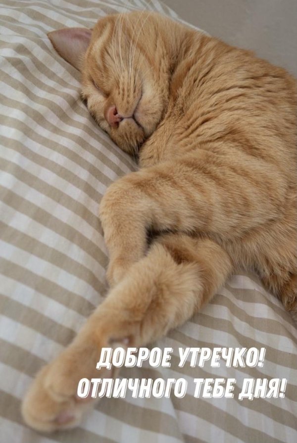 рыжего кота