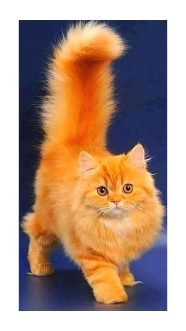 британская длинношерстная тобби