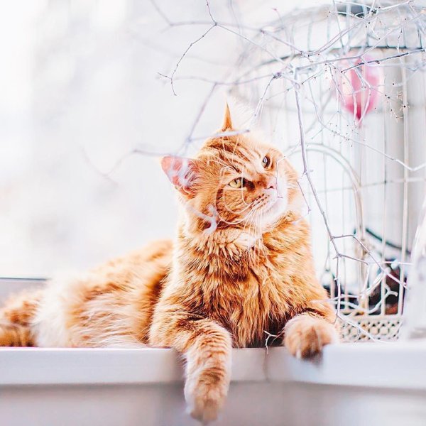 рыжие котики