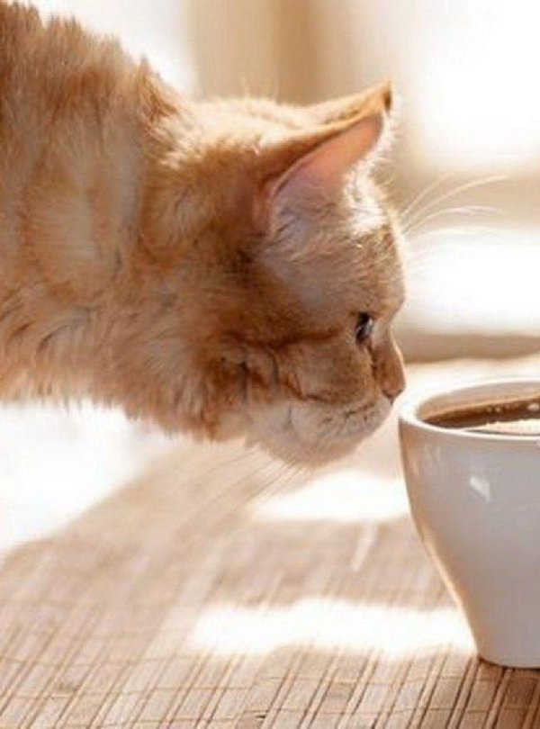 кошка и кофе