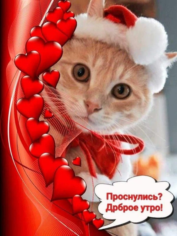 доброго утра котенок