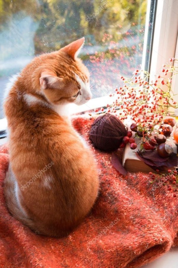 рыжая кошка на окне