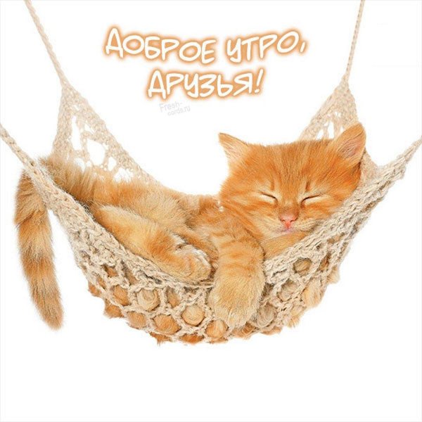 рыжего кота