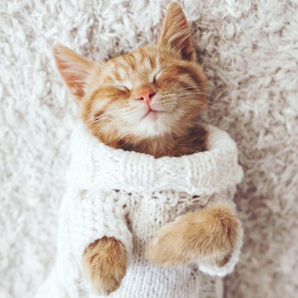 доброго утра с котиками