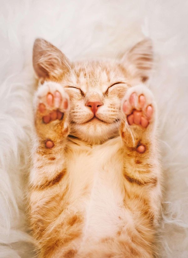 милые котенок