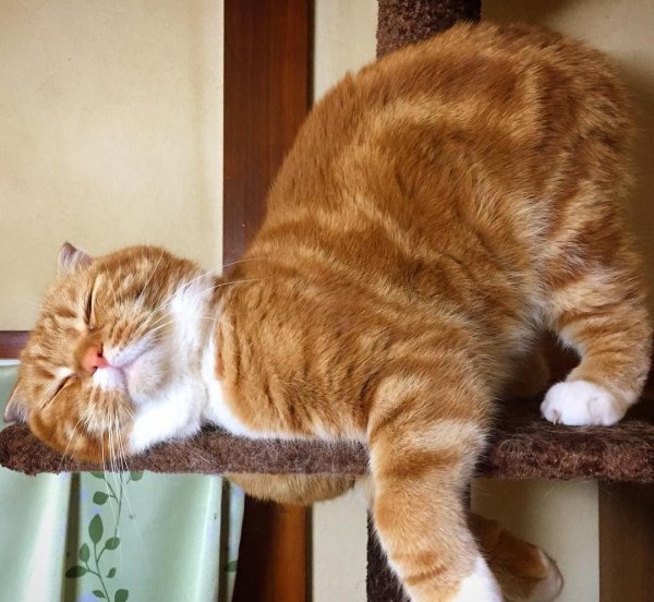 утренние котики