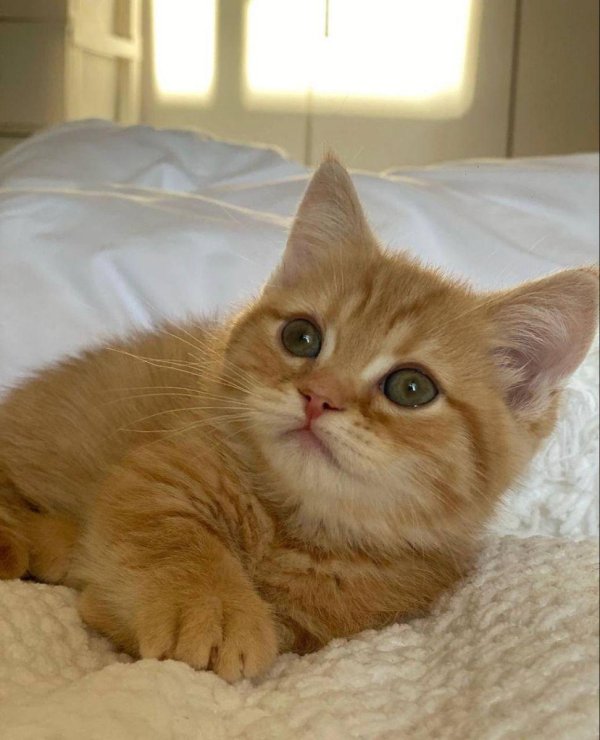 британская золотистая шиншилла