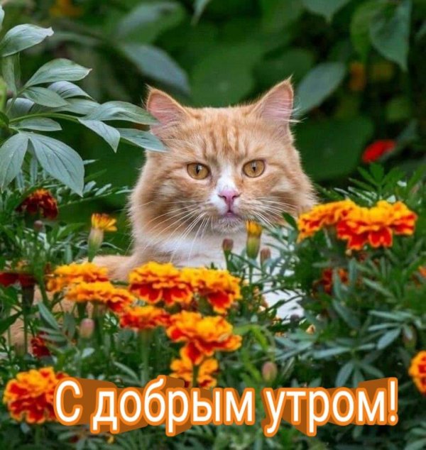 рыжий котик