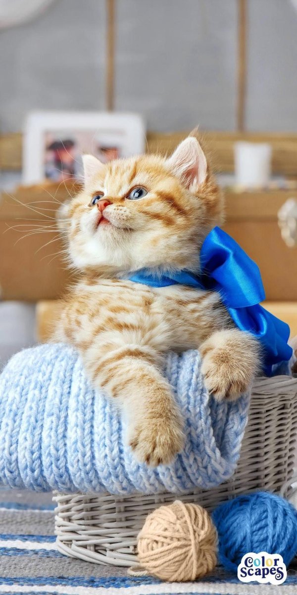 котенок красивый