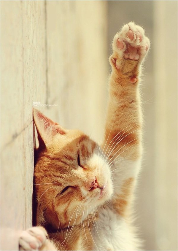 потягивающаяся кошка