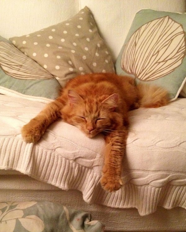 рыжие котики