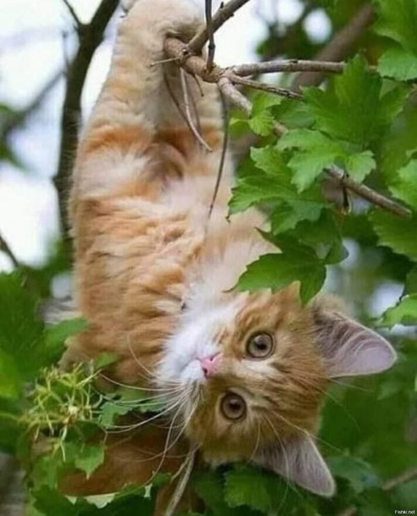 котенок на дереве