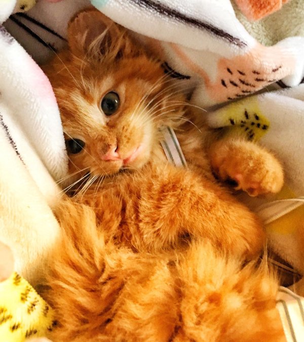 милые рыжие котята