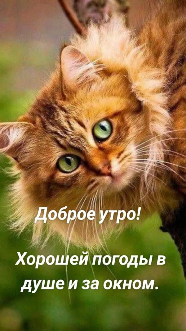 рыжая кошка с зелеными глазами