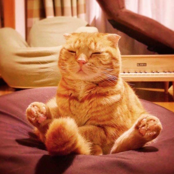 рыжего кота