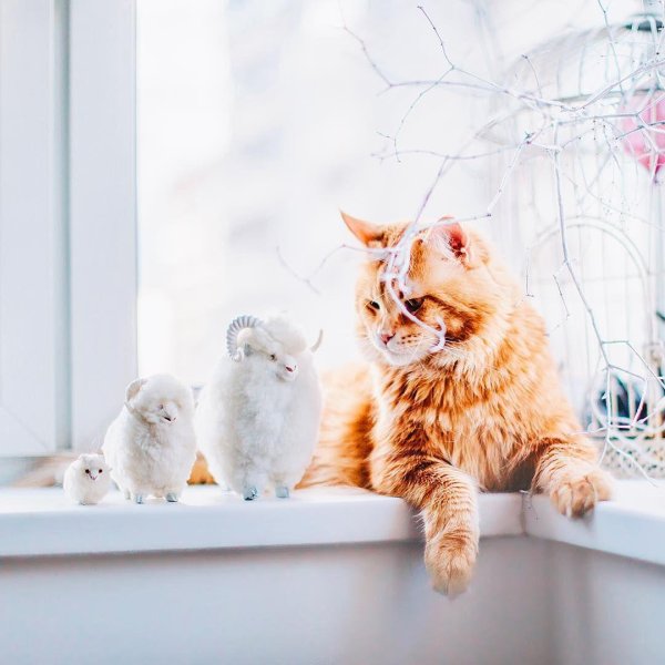 рыжего кота