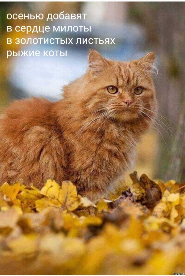 европейская длинношерстная кошка рыжая