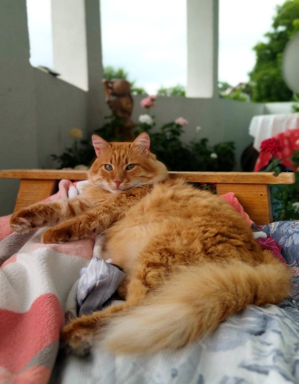 рыжего кота