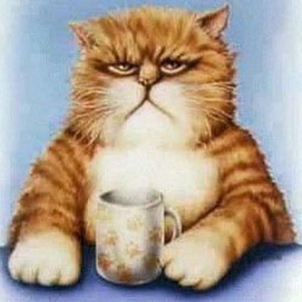 утренние коты