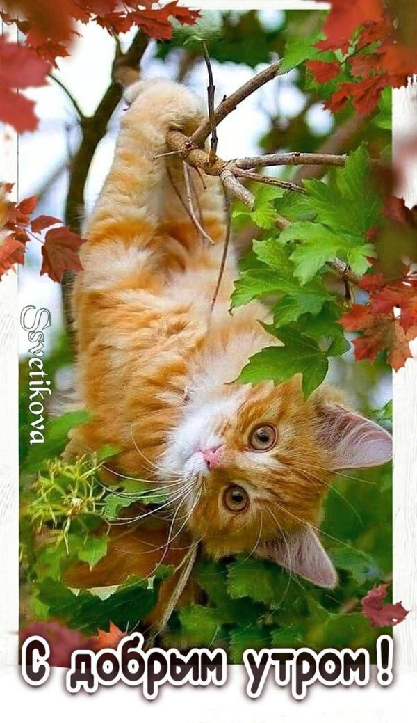 с добрым осеннем утром