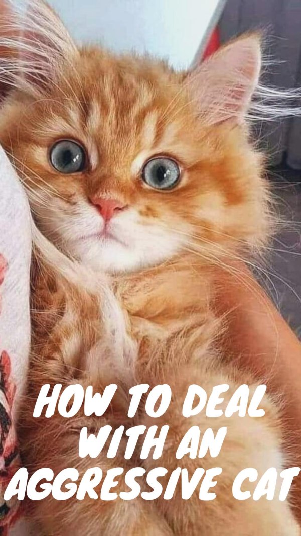 рыжие котята