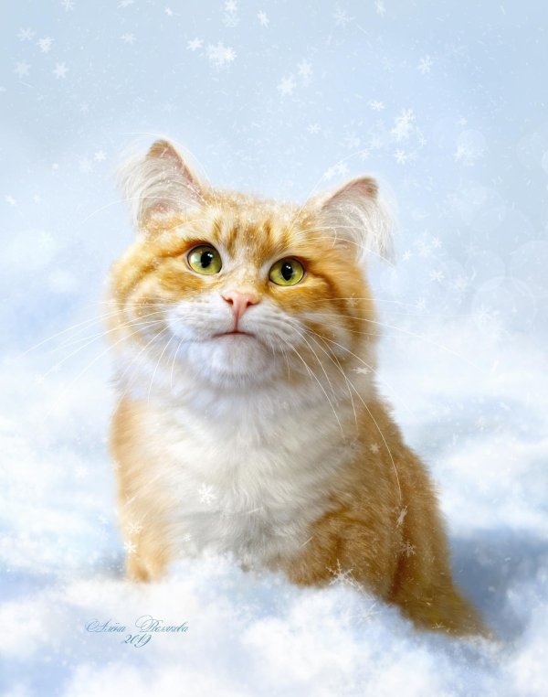 кошки зимой