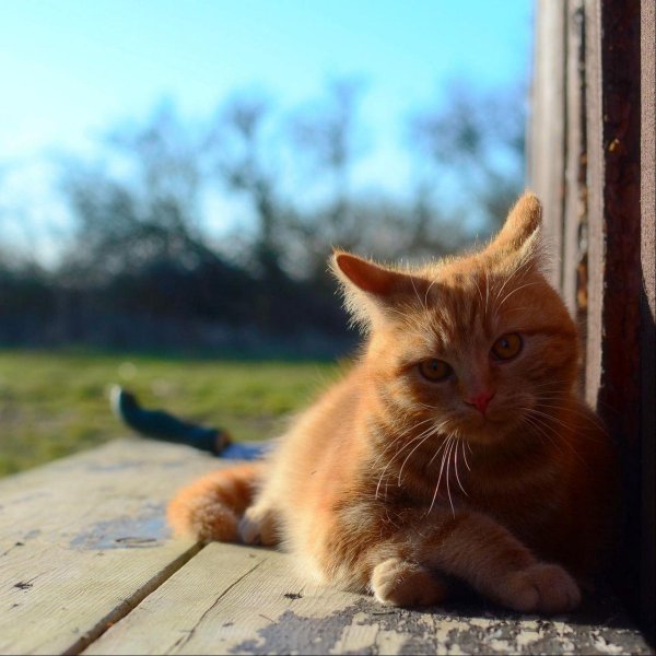 рыжего кота